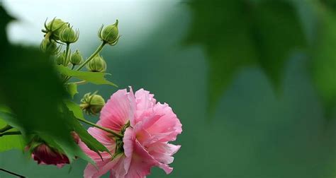 芙蓉如何照顧|【家庭有菜】芙蓉種植的四個技巧，不怕你種不起來